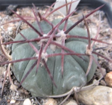 Echinocactus <br>horizonthalonius