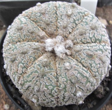 Astrophytum <br>kabuto select