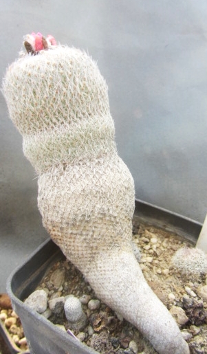 Epithelantha <br>pachyrhiza