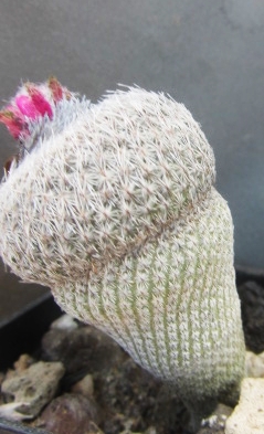 Epithelantha <br>pachyrhiza