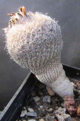 Epithelantha <br>pachyrhiza