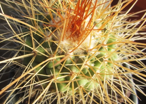 Mammillaria <br>apozolensis saltalensis