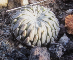 Pelecyphora <br>aselliformis