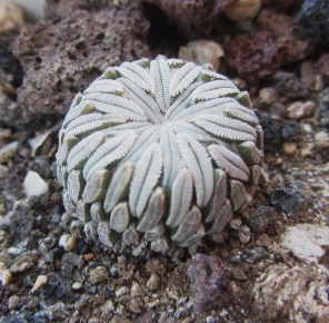Pelecyphora <br>aselliformis