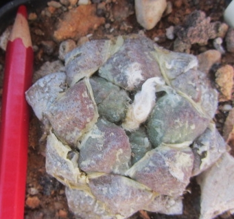 Ariocarpus <br>fissuratus lloydii