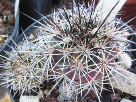 Turbinicarpus <br>horripilus