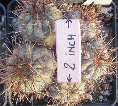 Copiapoa <br>haseltoniana eremophila