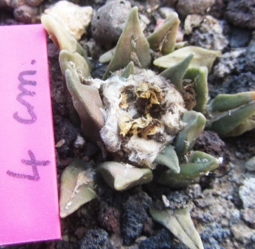 Ariocarpus cv f2 agavoides x f3 aga