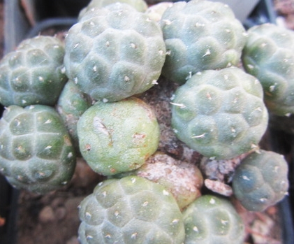 Puna <br>bonnieae 