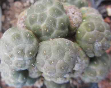 Puna <br>clavaroides