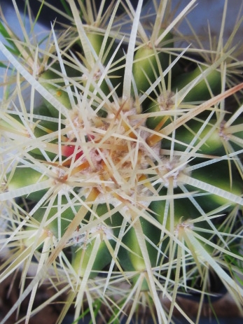 Echinocactus <br> hybrid 