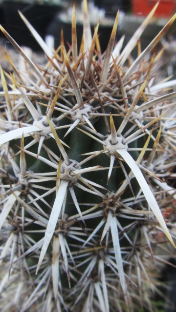 Machaerocereus  <br>eruca