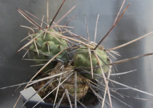 Tephrocactus <br>aoracanthus