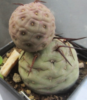 Tephrocactus <br>alexanderi geometricus
